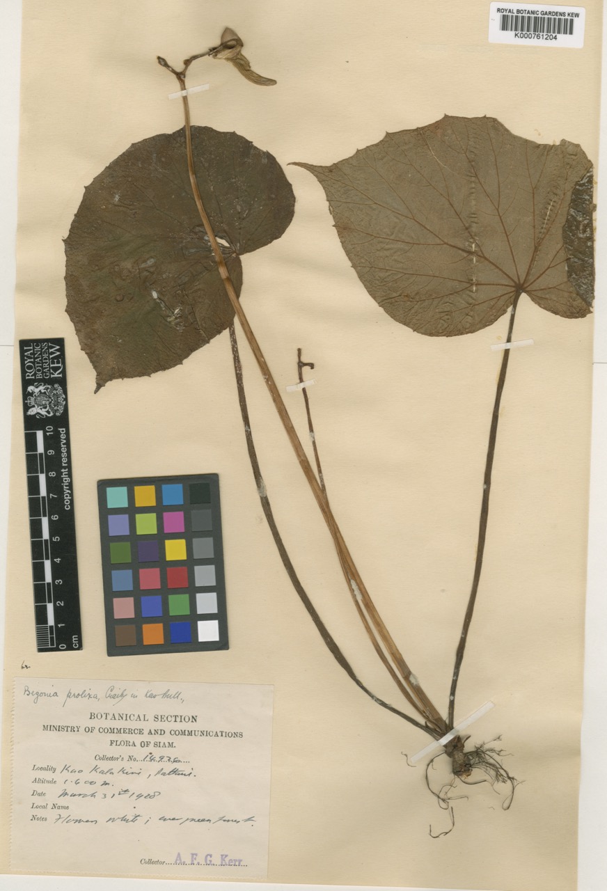 B. prolixa